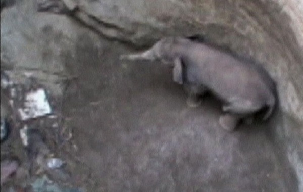 elefante-pozzo