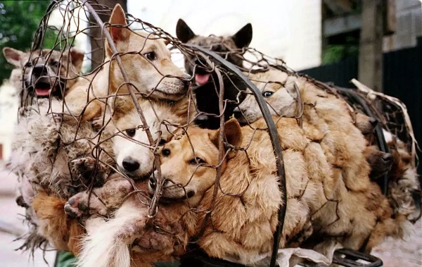 festival-yulin-dog