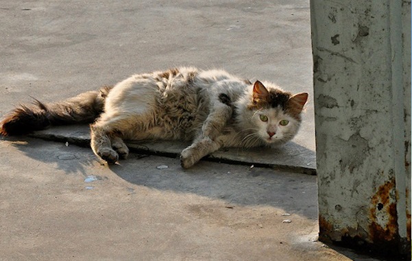 gatto-randagio