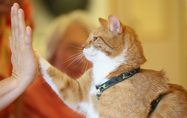 gatto44