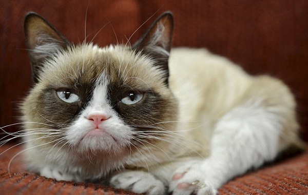 grumpycat