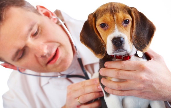 veterinari-ricetta