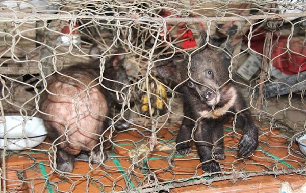cuccioli-orso