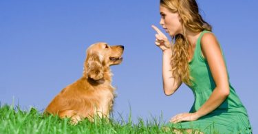 educazione-cane