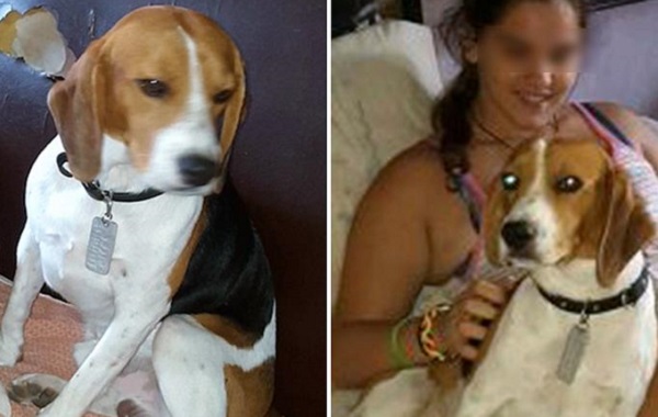 cane-beagle