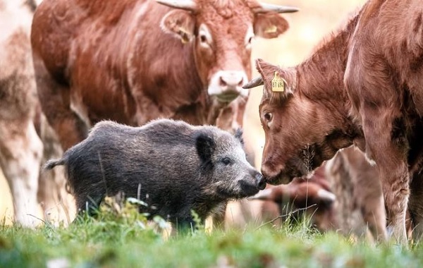 cinghiale-mamma