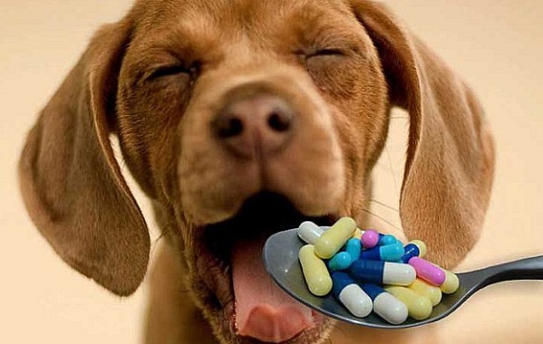 cura-cani