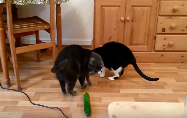gatti-cetrioli