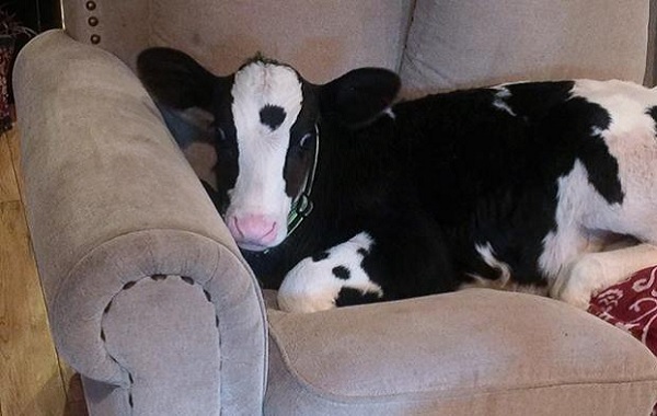 mucca