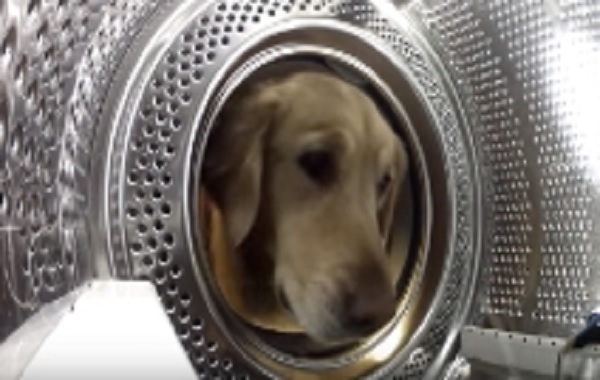 telecamera-cane