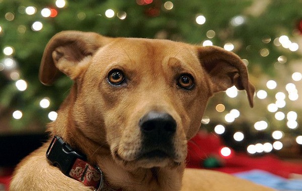 cane-capodanno