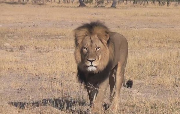 cecil
