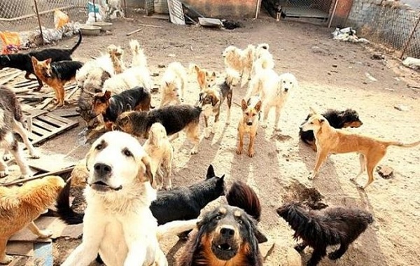 cina-cani