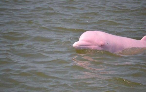 delfino-rosa