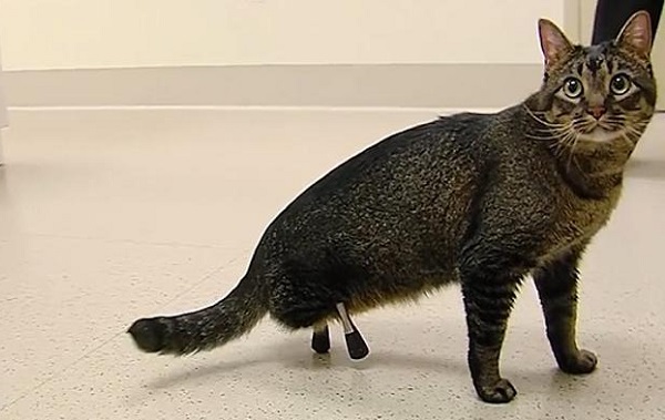 gatto03095