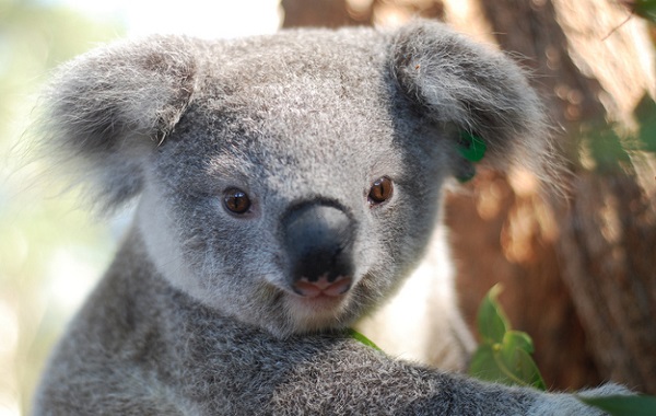 koala