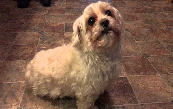 CANE93