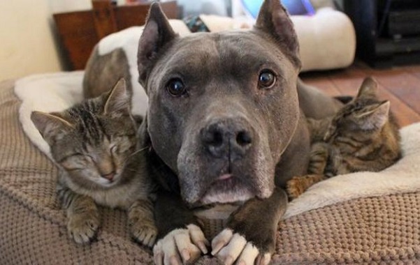 PITBULL-GATTINI-CIECHI