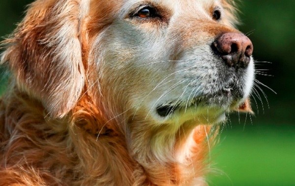 cane-anziano