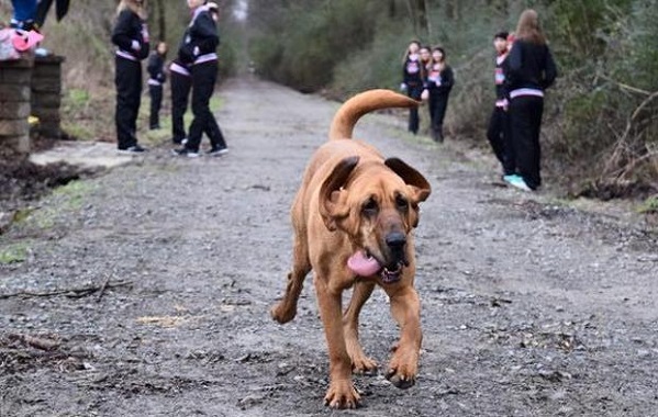 cane-maratona