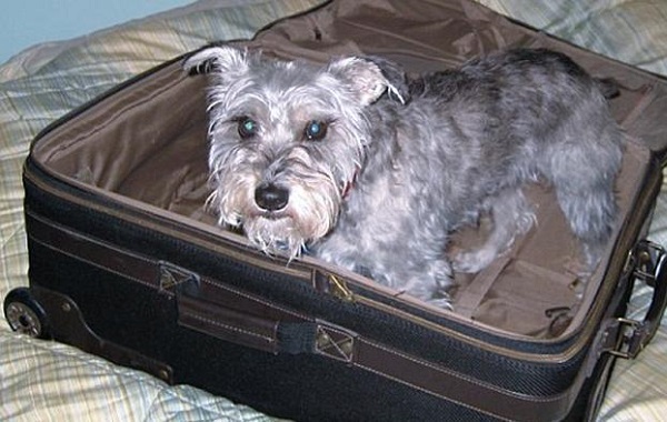 cane-valigia