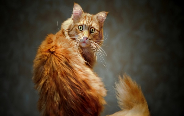 coda-gatto