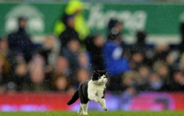 gatto-fa-cup