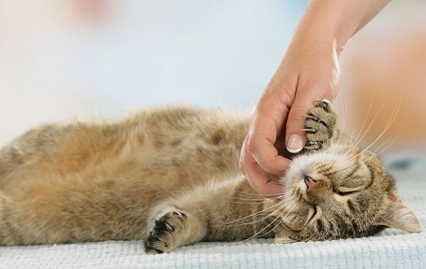 gatto-fusa
