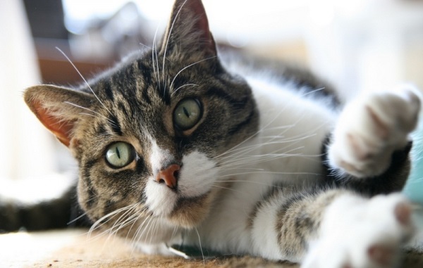 gatto-olfatto