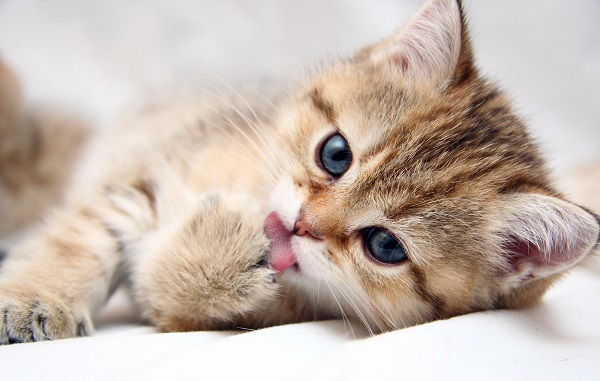 gatto-pericoli