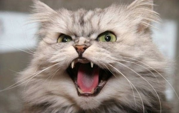 gatto-rizza-pelo