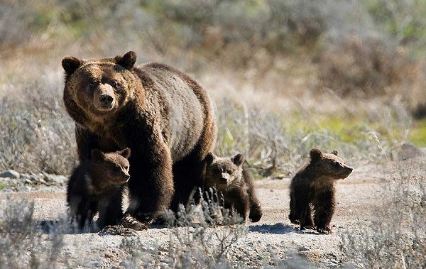 grizzly11