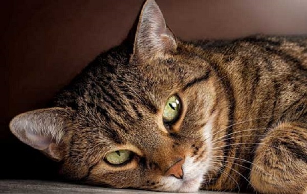 m-fronte-gatto
