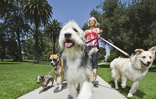 migliore-pet-sitter