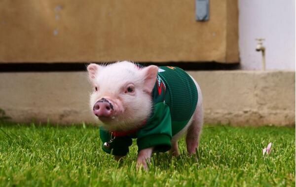 mini-pigs
