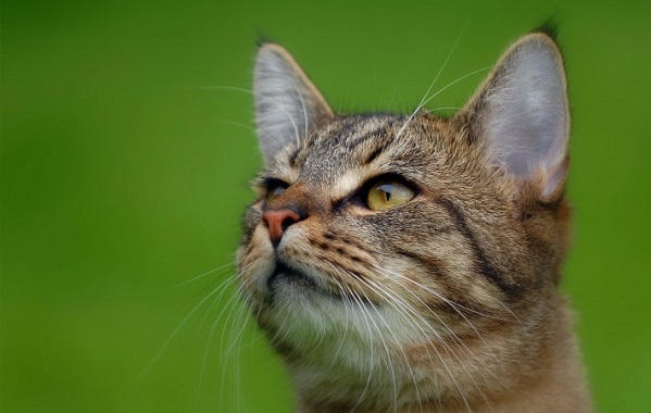 orecchie-gatto