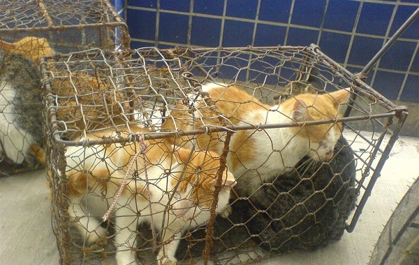 pellicca-gatto