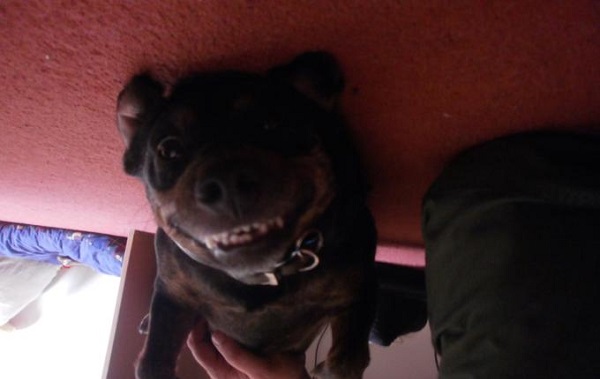 sorriso-cane