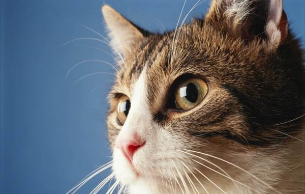 udito-gatti