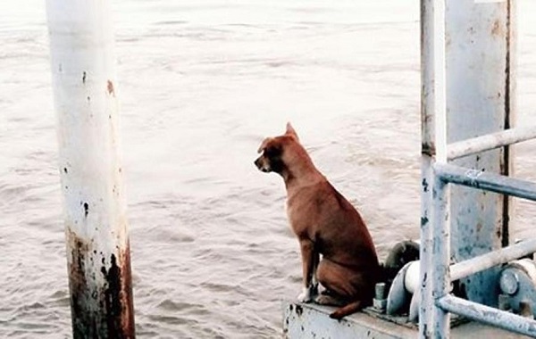 cane3