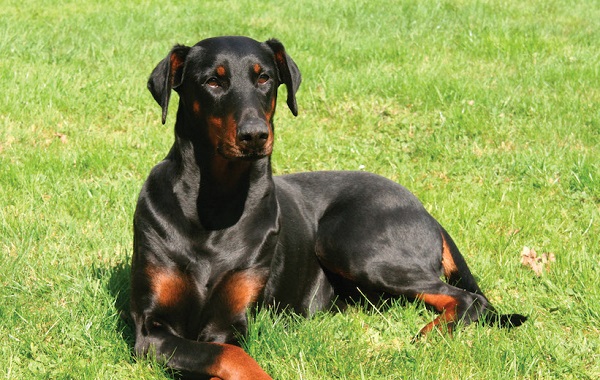 dobermann1