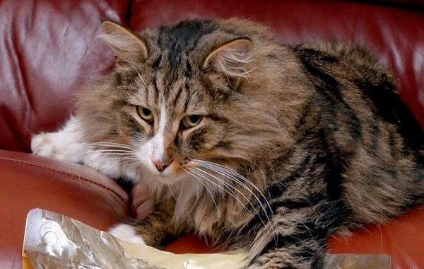 gatti0333