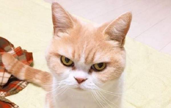 gatto-arrabbiato