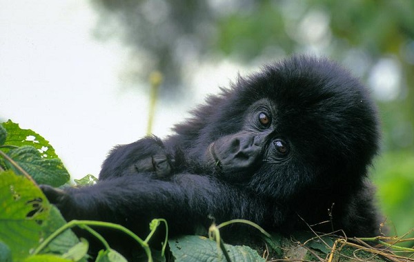 gorilla-baby