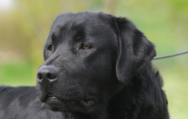 labrador