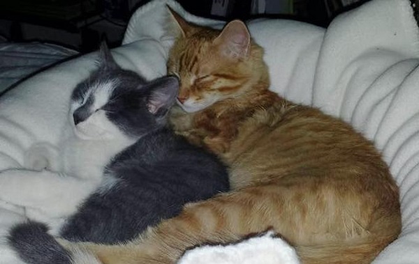 GATTO-AMICO