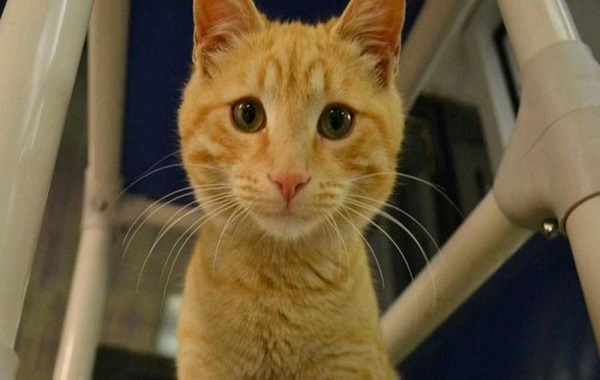 GATTO-INCENDIO