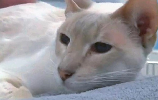 GATTO-SCATOLA