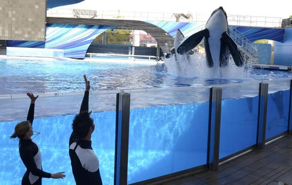 ORCA