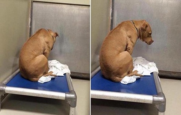 cane-depressione